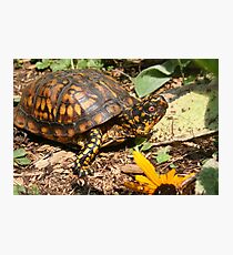 Eastern Box Turtle Photographic Print