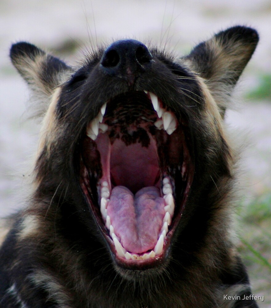 wild dogs teeth wild dogs teeth