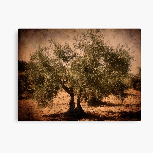 Olive tree Canvas Print