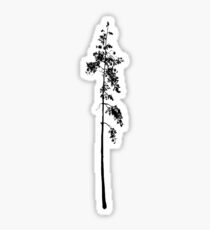 Pine Sticker