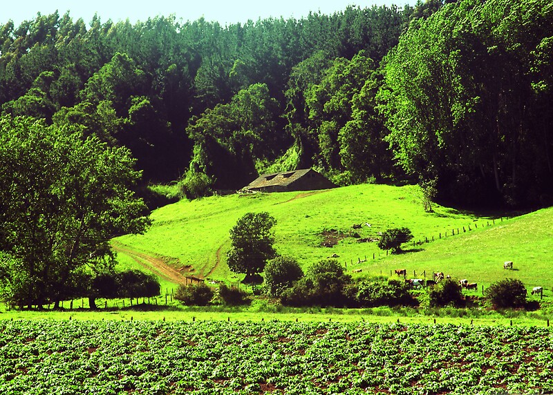 "Paisaje Rural...sur De Chile" By Cieloverde | Redbubble