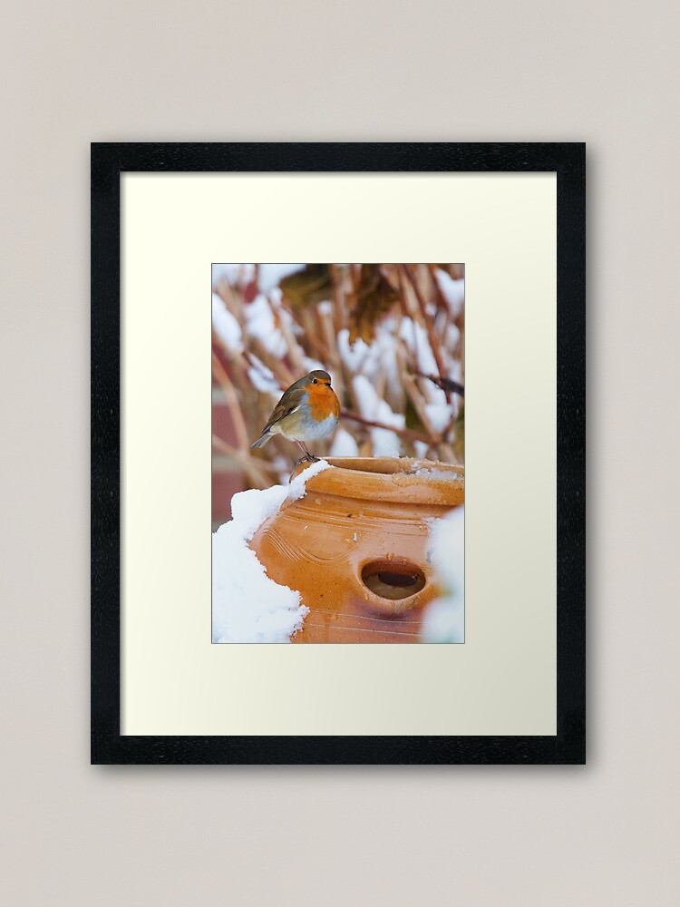 Alternate view of Robin (Erithacus rubecula) Framed Art Print