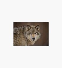 Timber Wolf Art Board