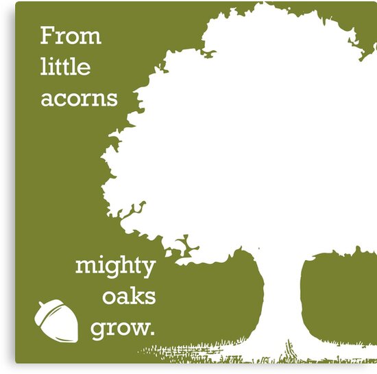"From little acorns mighty oaks grow" Canvas Print by phoenixlite