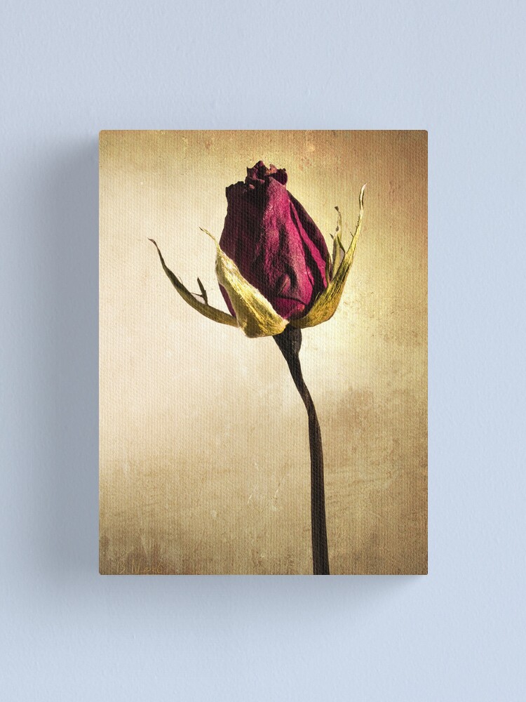 Alternate view of Rose Canvas Print