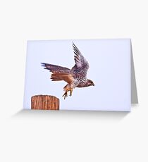 Prairie Falcon Greeting Card