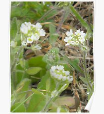 Tiny Flowers Poster