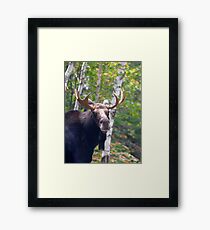 Bull Moose Framed Print