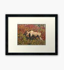Piebald Bull Moose in Maine Framed Print