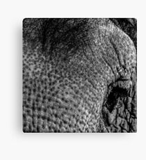 elephant close up Canvas Print