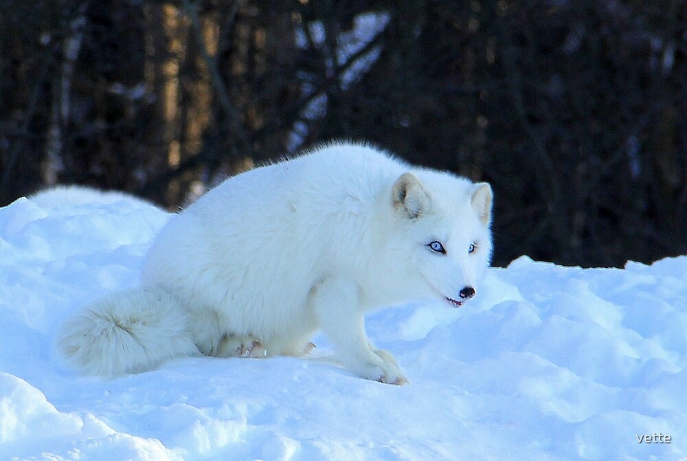 FABULOUS CLOSE-UP ARCTIC FOX PHOTOGRAPH MATTED