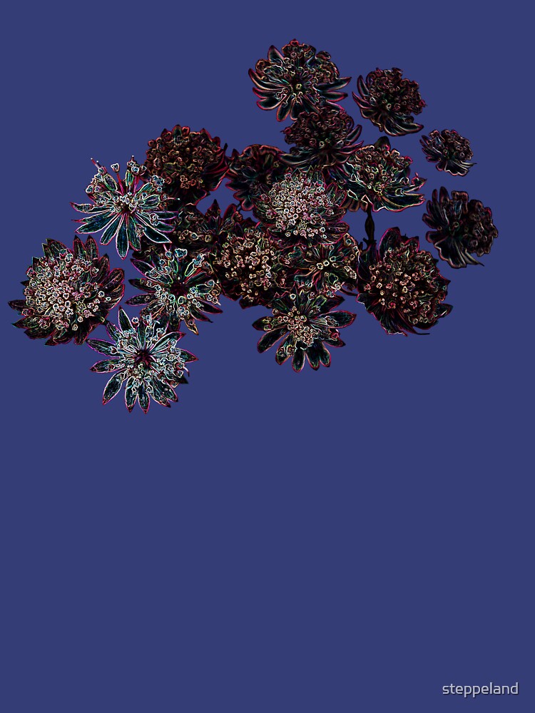 Astrantia Fantasy by steppeland