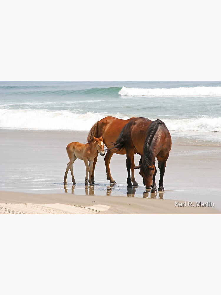 Family of Wild Horses on the Beach by SirEagle