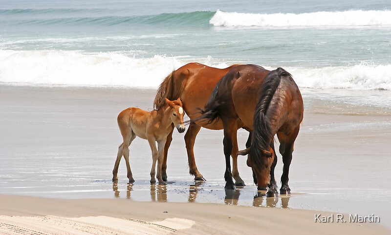 Family Of Wild Horses On The Beach By Karl R Martin R