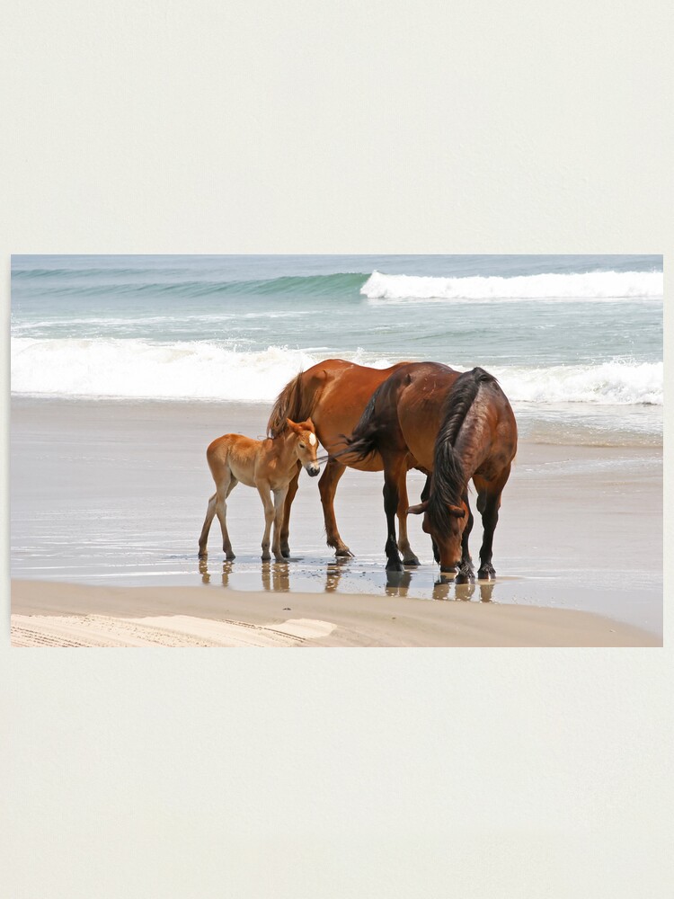 Alternate view of Family of Wild Horses on the Beach Photographic Print