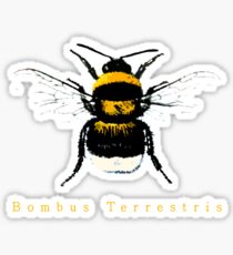 Bombus Terrestris or just Bee Sticker