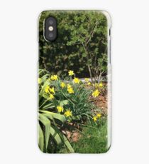 Daffodils iPhone Case/Skin