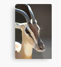 Gazelle from the San Diego Zoo Metal Print