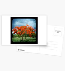 Flame Tree Postcards