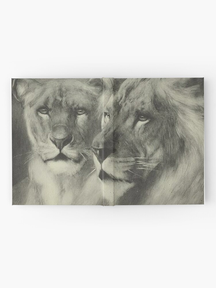 Lion And Lioness Mating Pencil Drawing - animals Pencil Drawing