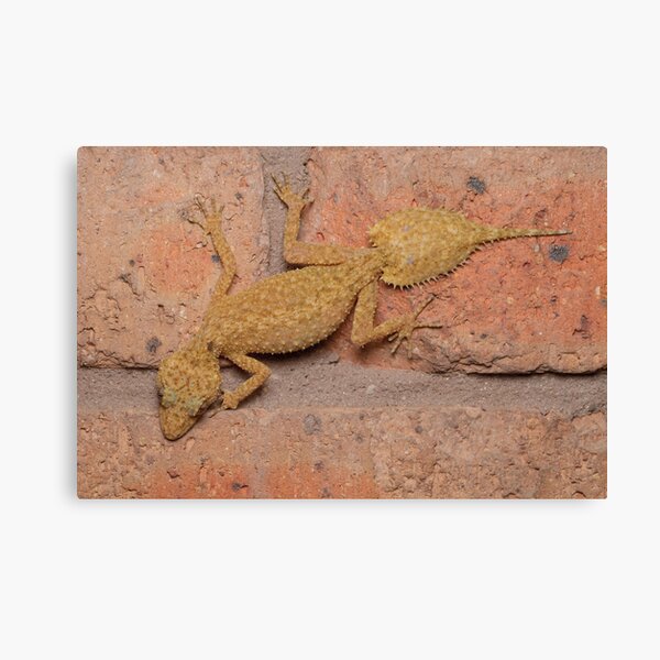 Southern Leaf-tailed Gecko Canvas Print