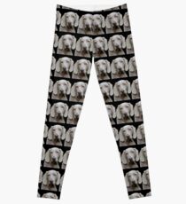 Legging Weimaraner