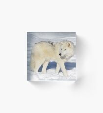 Arctic Wolf Acrylic Block