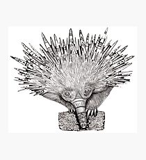 Echidna Photographic Print