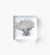 Echidna Acrylic Block