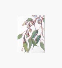 Australian native eucalyptus tree branch Art Board