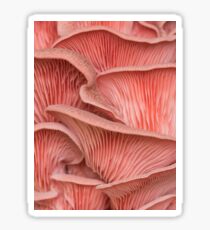 Pink oyster mushroom pleurotus Sticker