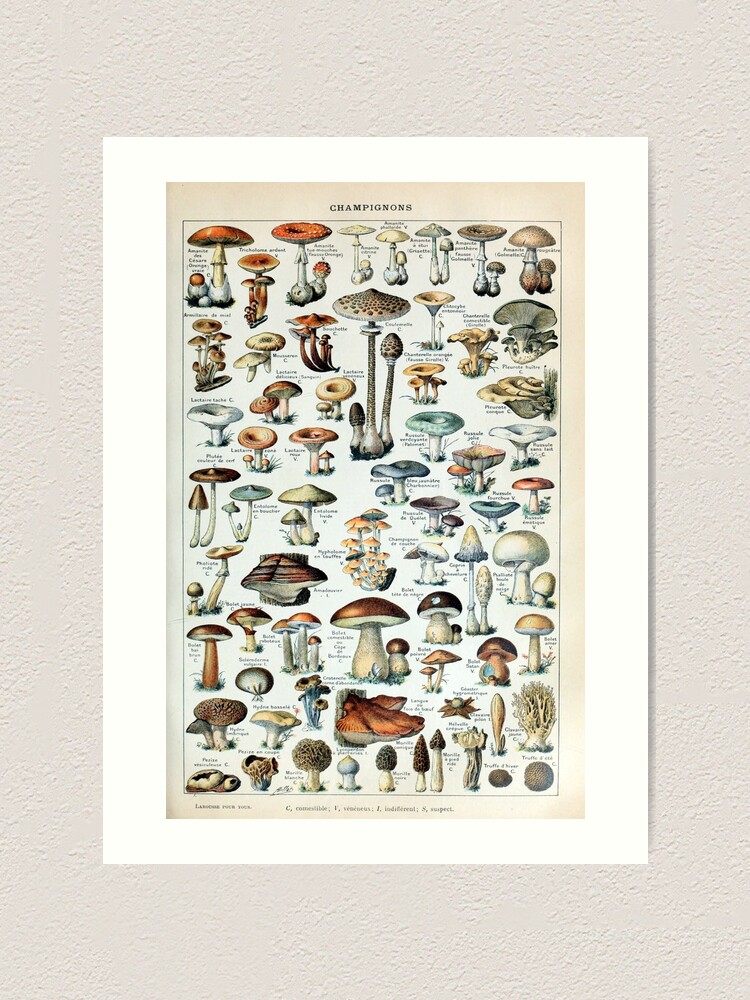 Alternate view of Vintage Edible Mushroom Chart Art Print