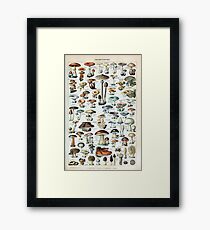 Vintage Edible Mushroom Chart Framed Print