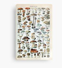 Vintage Edible Mushroom Chart Metal Print