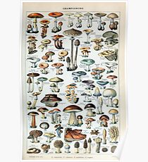 Vintage Edible Mushroom Chart Poster