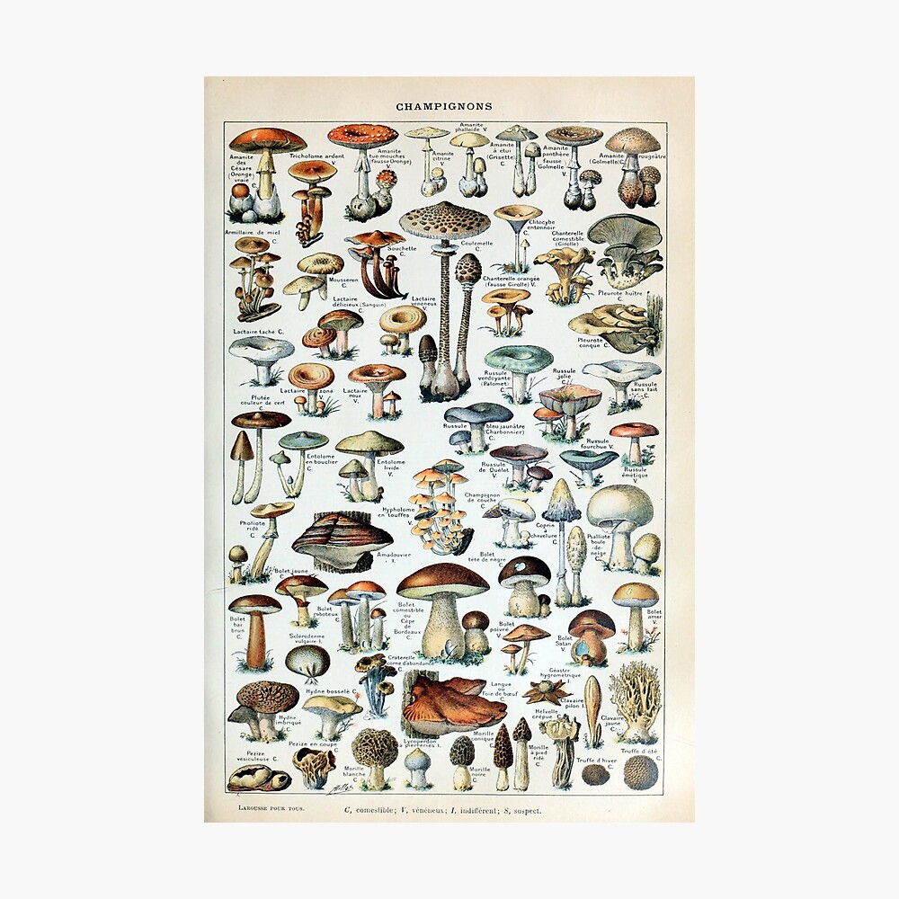 Vintage Edible Mushroom Chart Photographic Print