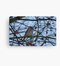 Bohemian Waxwing Canvas Print