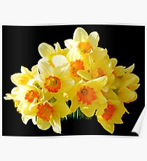 Daffodils Poster