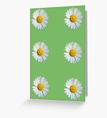 Six white daisies Greeting Card