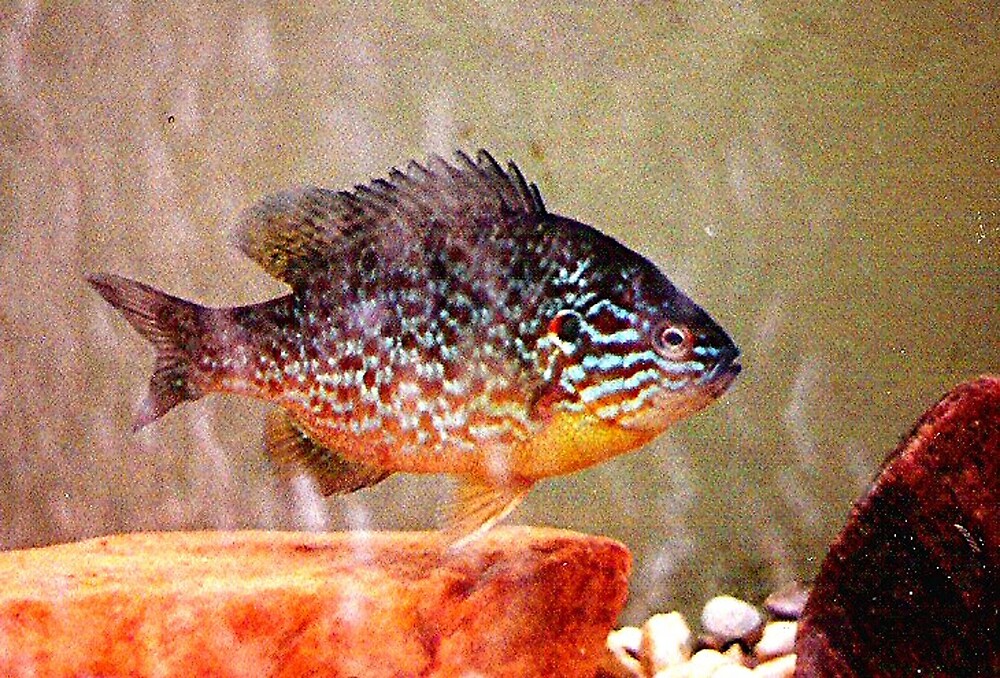 "Pumpkinseed Sunfish in an Aquarium" by drumsandkeys Redbubble
