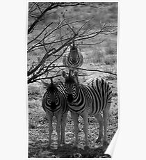 Zebra's - Etosha Poster