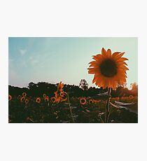 Sunflower Photographic Print