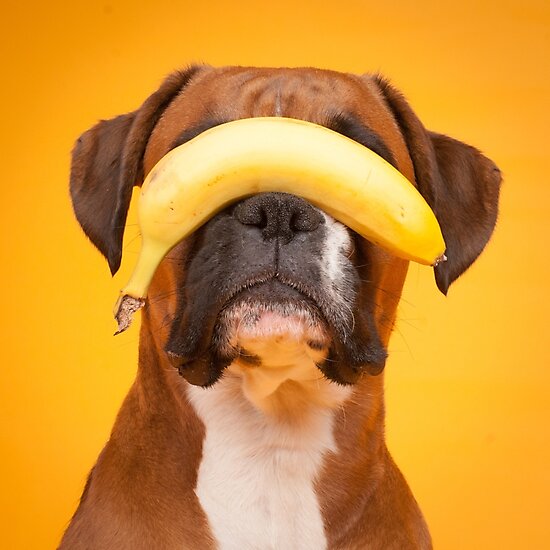 "Banana dog" Photographic Prints by IncaBoxer Redbubble
