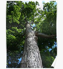 Sugar Maple Poster