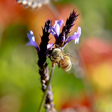 Artwork thumbnail, Bee on Lavender by mistered