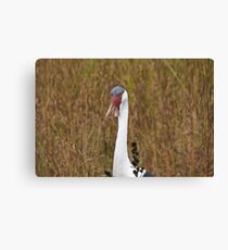 Wattled Crane Canvas Print