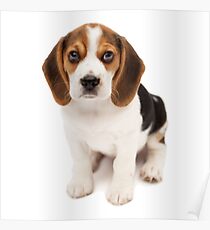 Beagle Poster