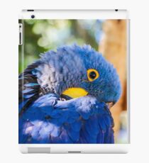 Blue Macaw iPad Case/Skin