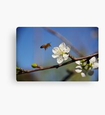 Been Busy? Canvas Print