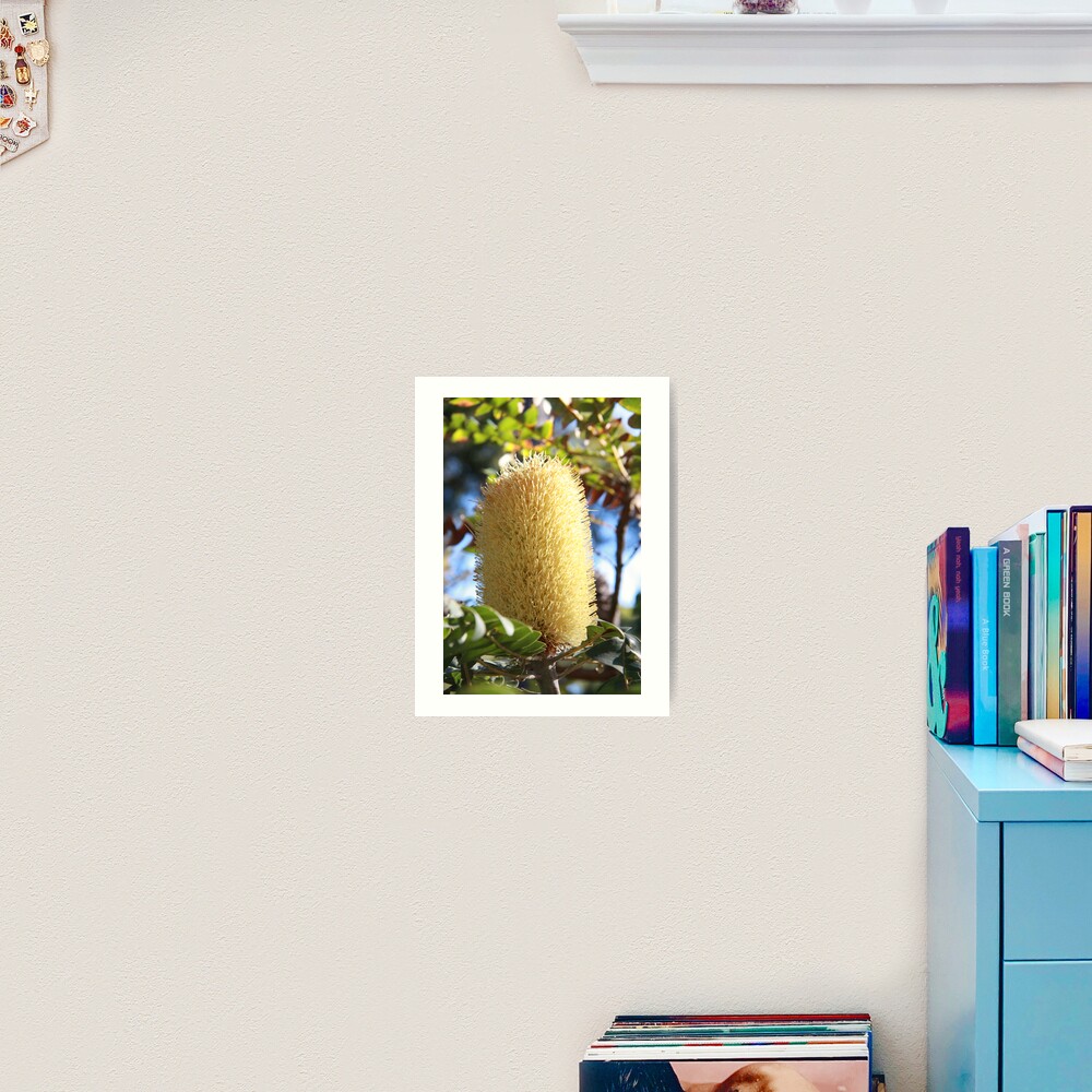 Banksia Flower Art Print